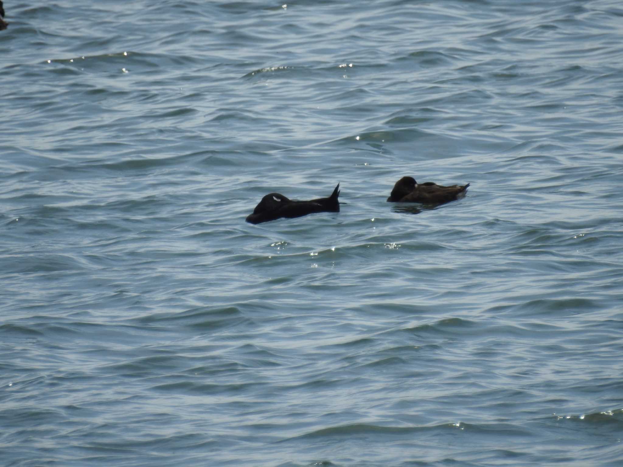 Photo of White-winged Scoter at Sambanze Tideland by Kozakuraband