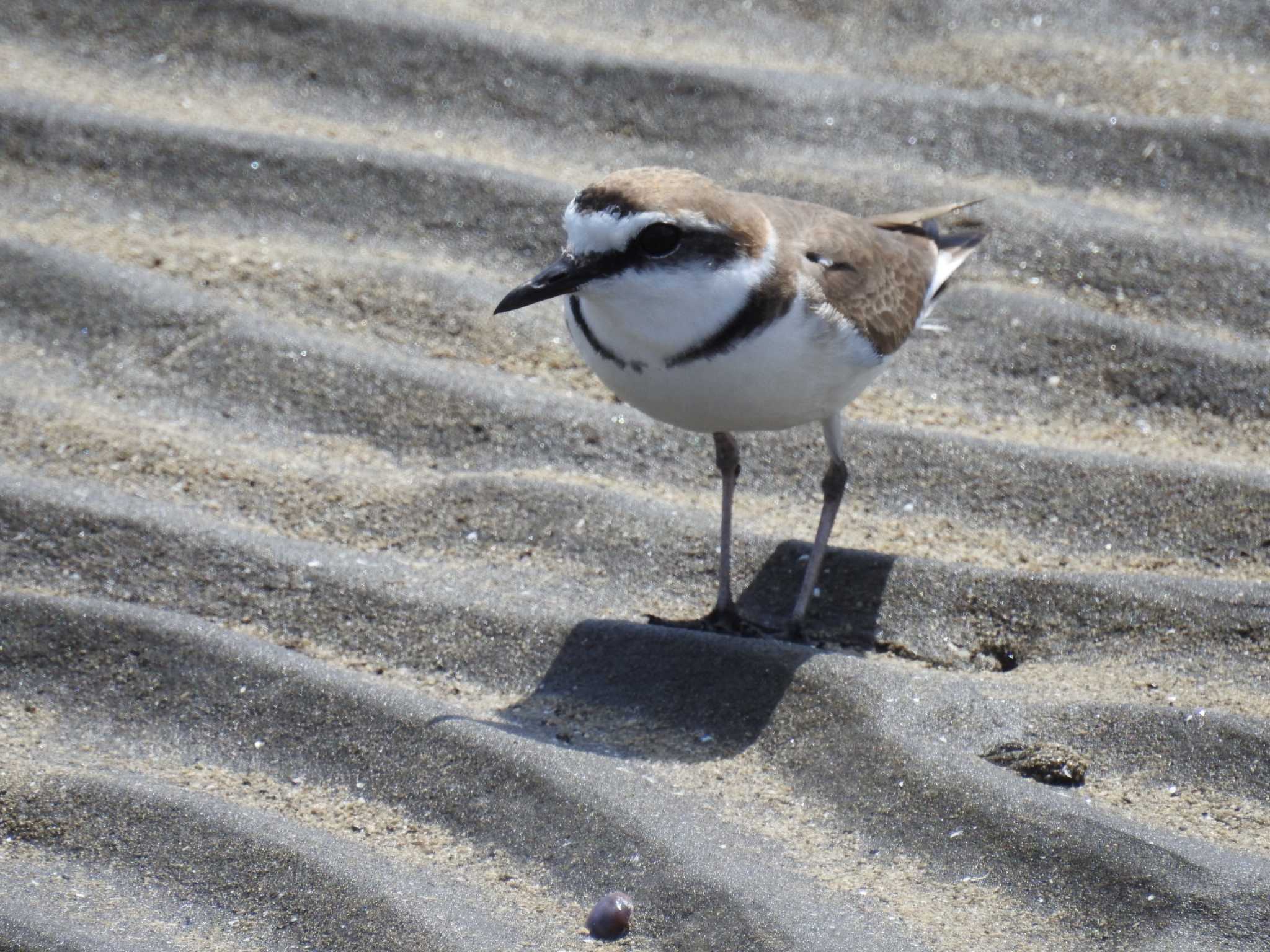 Kentish Plover