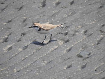 Kentish Plover Sambanze Tideland Sat, 4/13/2024