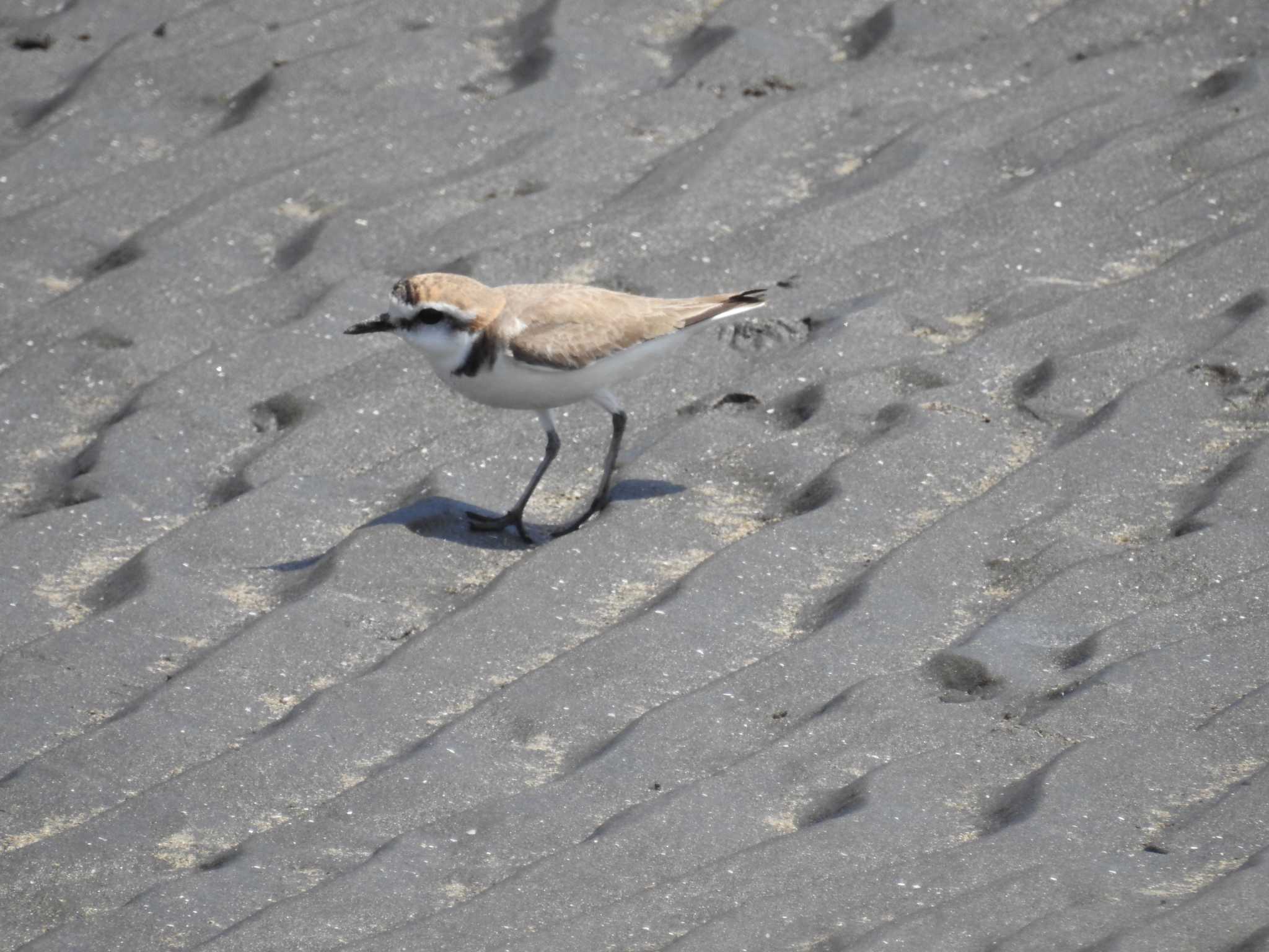 Photo of Kentish Plover at Sambanze Tideland by Kozakuraband