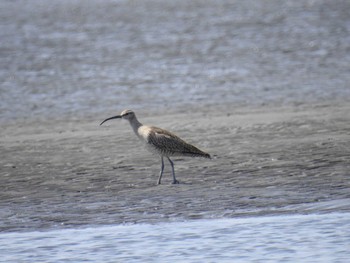 チュウシャクシギ ふなばし三番瀬海浜公園 2024年4月13日(土)