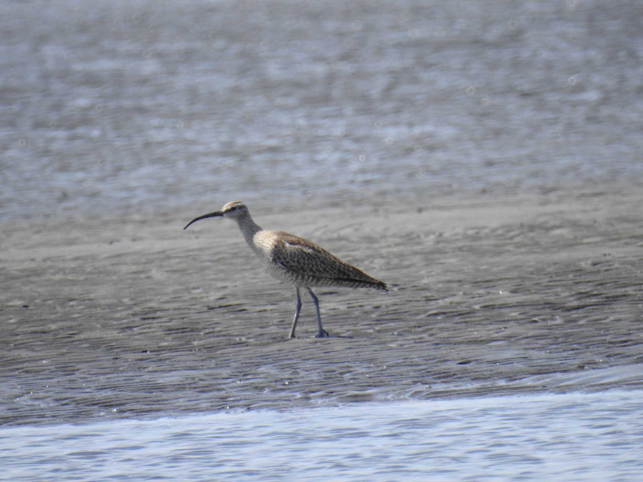 Photo of Eurasian Whimbrel at Sambanze Tideland by Kozakuraband