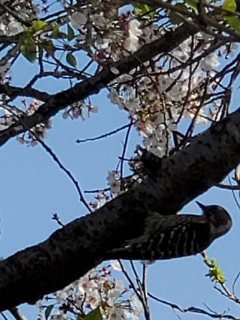 Japanese Pygmy Woodpecker Teganuma Sat, 4/13/2024