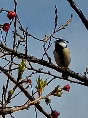 Japanese Tit Teganuma Sat, 4/13/2024