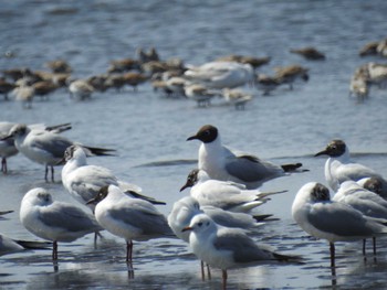 ユリカモメ ふなばし三番瀬海浜公園 2024年4月13日(土)