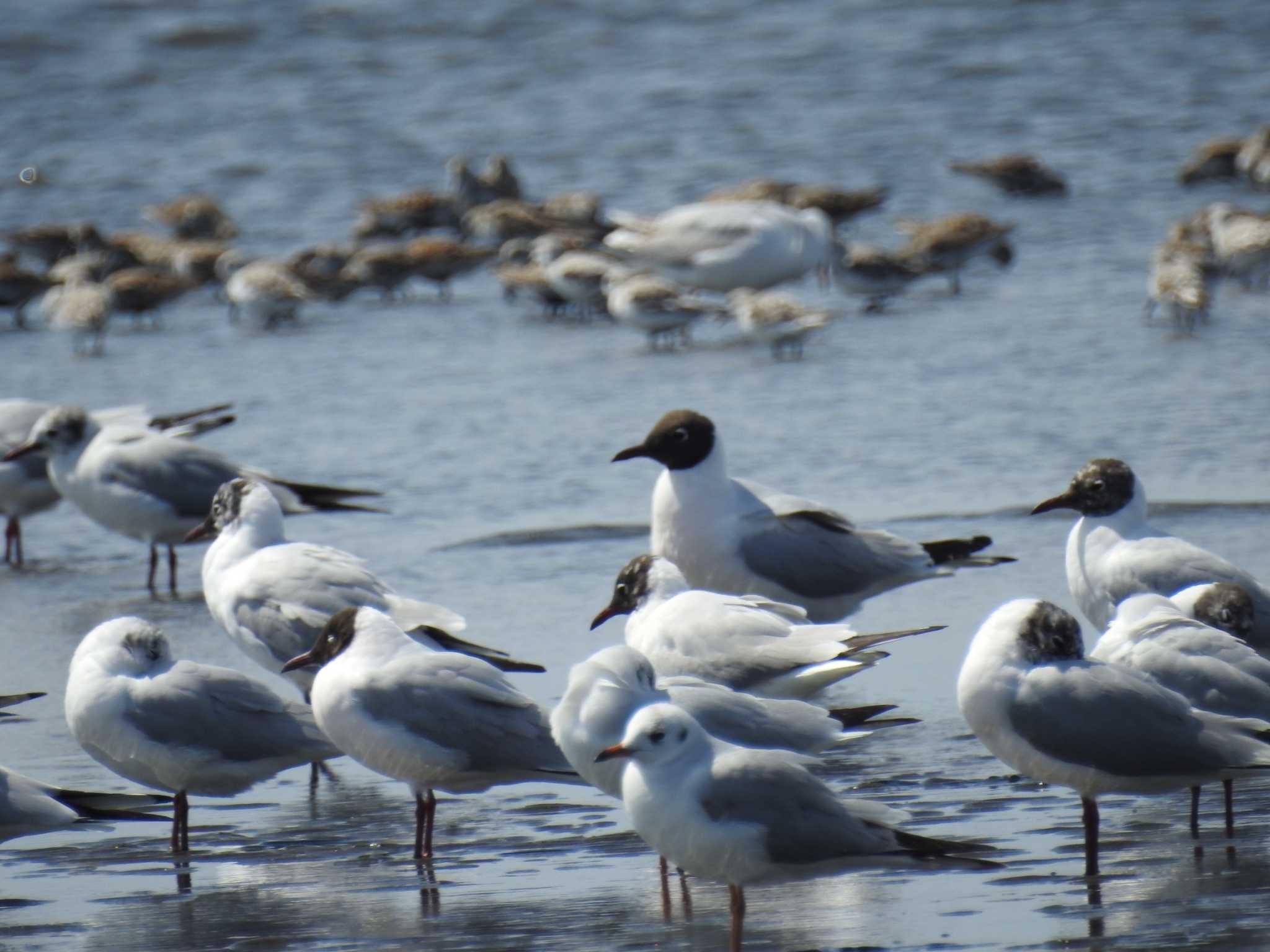 Photo of Black-headed Gull at Sambanze Tideland by Kozakuraband