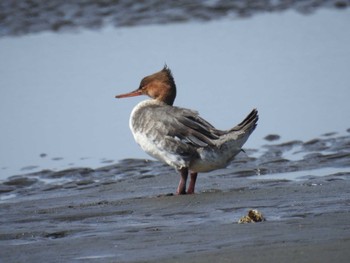 Red-breasted Merganser Sambanze Tideland Sat, 4/13/2024