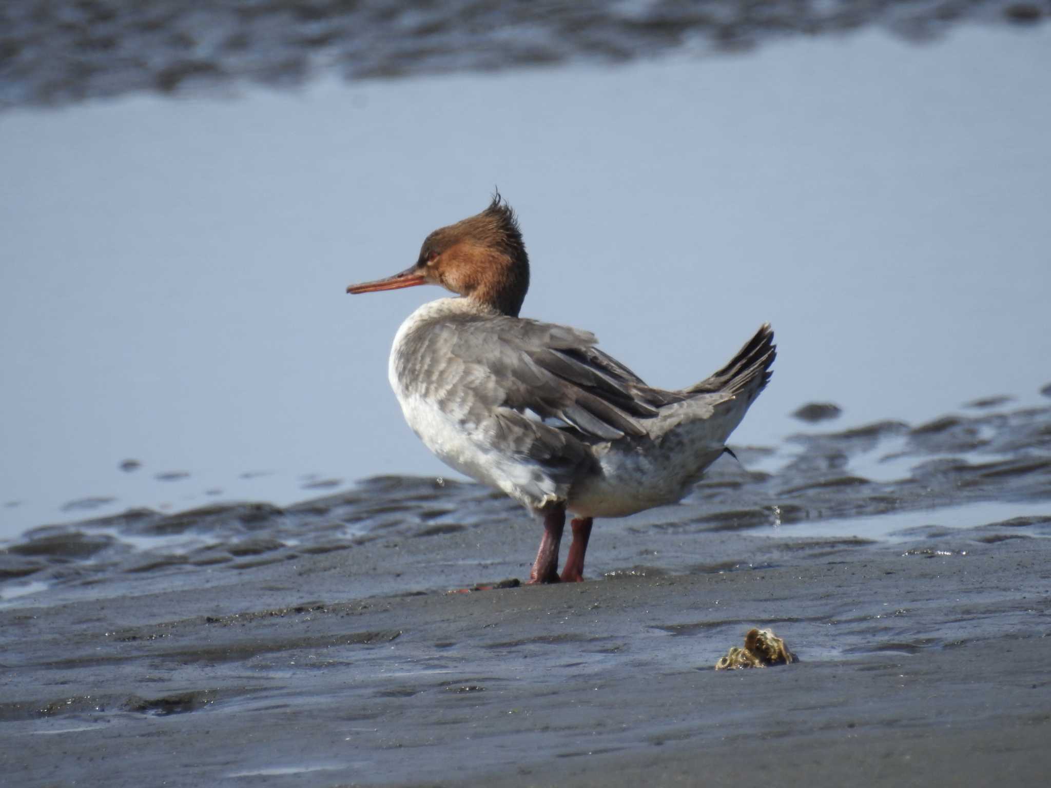 Photo of Red-breasted Merganser at Sambanze Tideland by Kozakuraband