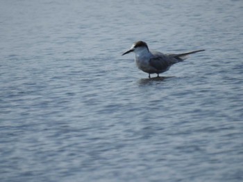 アジサシ ふなばし三番瀬海浜公園 2024年4月13日(土)