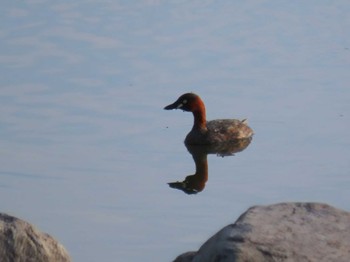 Little Grebe 大阪南部 Sat, 4/13/2024