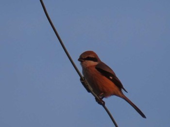 Bull-headed Shrike 大阪南部 Sat, 4/13/2024