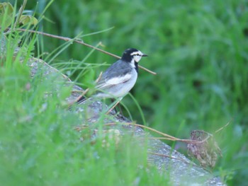 White Wagtail 大阪南部 Sat, 4/13/2024