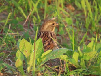 Masked Bunting 大阪南部 Sat, 4/13/2024