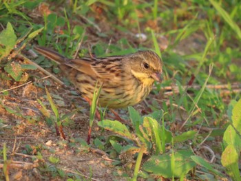 Masked Bunting 大阪南部 Sat, 4/13/2024