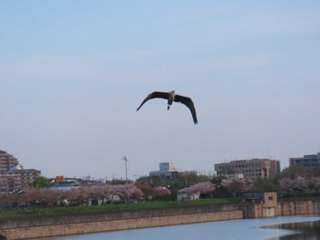 Grey Heron 大阪南部 Sat, 4/13/2024