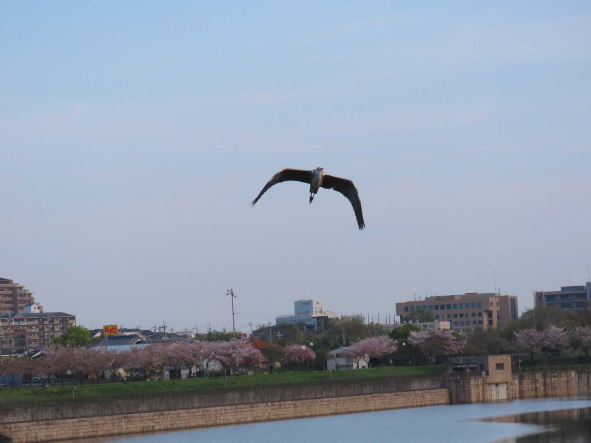 Photo of Grey Heron at 大阪南部 by れもん