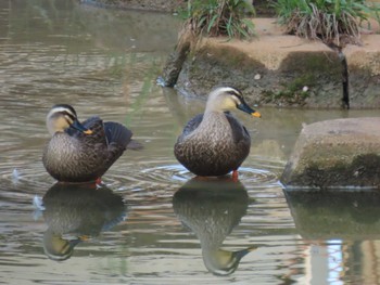 Eastern Spot-billed Duck 大阪南部 Sat, 4/13/2024