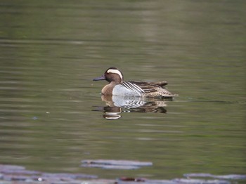 Garganey 見沼自然公園 Sat, 4/13/2024