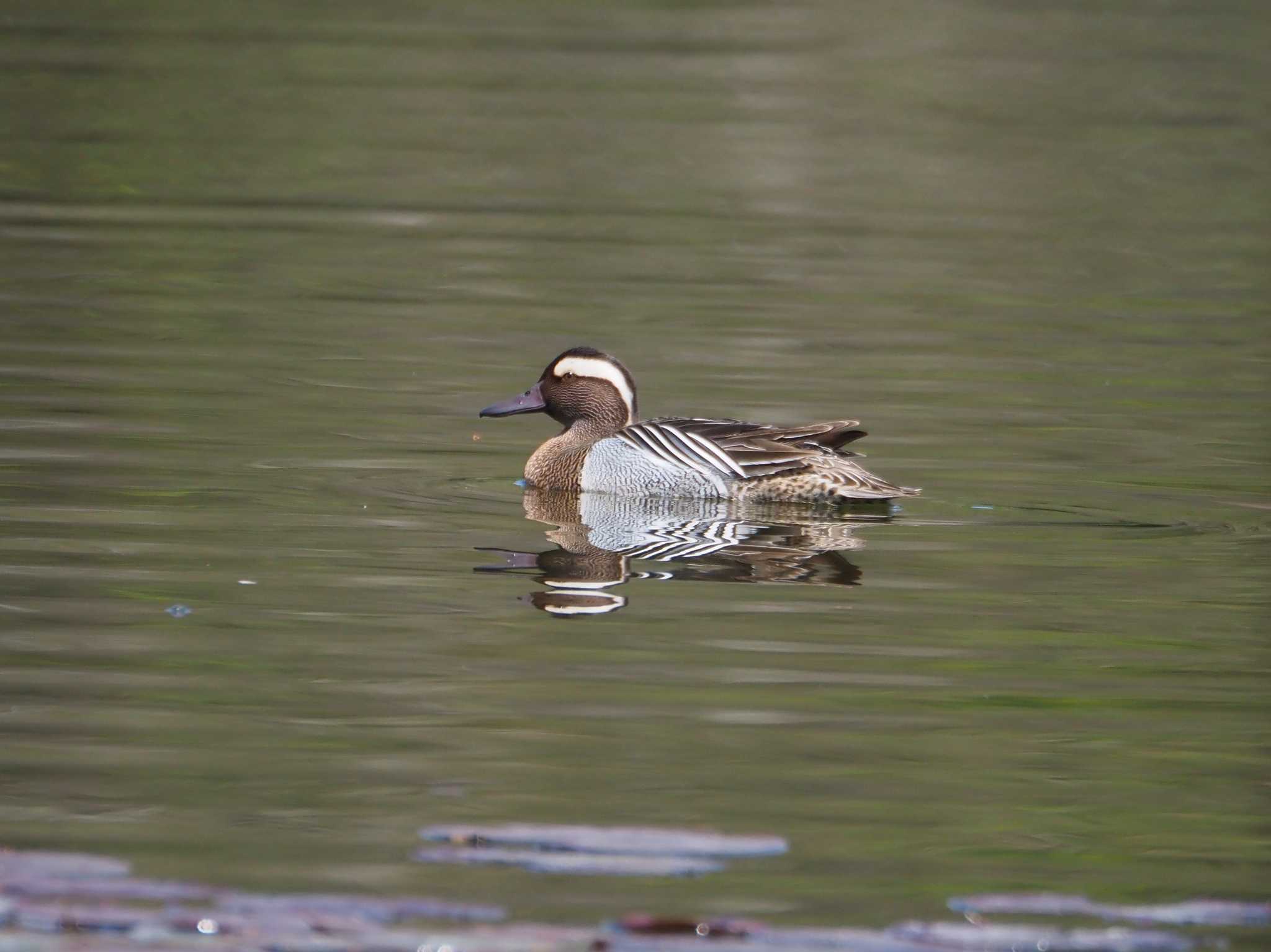 Photo of Garganey at 見沼自然公園 by Masa