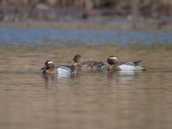 Garganey 見沼自然公園 Sat, 4/13/2024