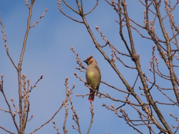 Japanese Waxwing 岡山県 Sat, 3/9/2024