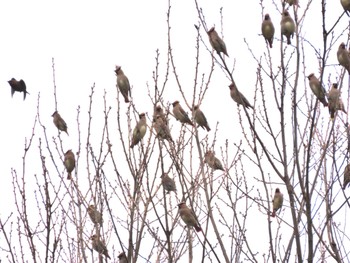 Bohemian Waxwing 岡山県 Sat, 3/9/2024