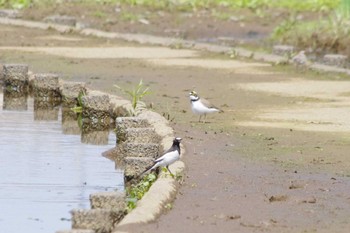 セグロセキレイ 乙戸沼公園 2024年4月13日(土)