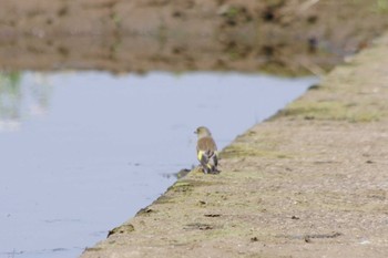 カワラヒワ 乙戸沼公園 2024年4月13日(土)