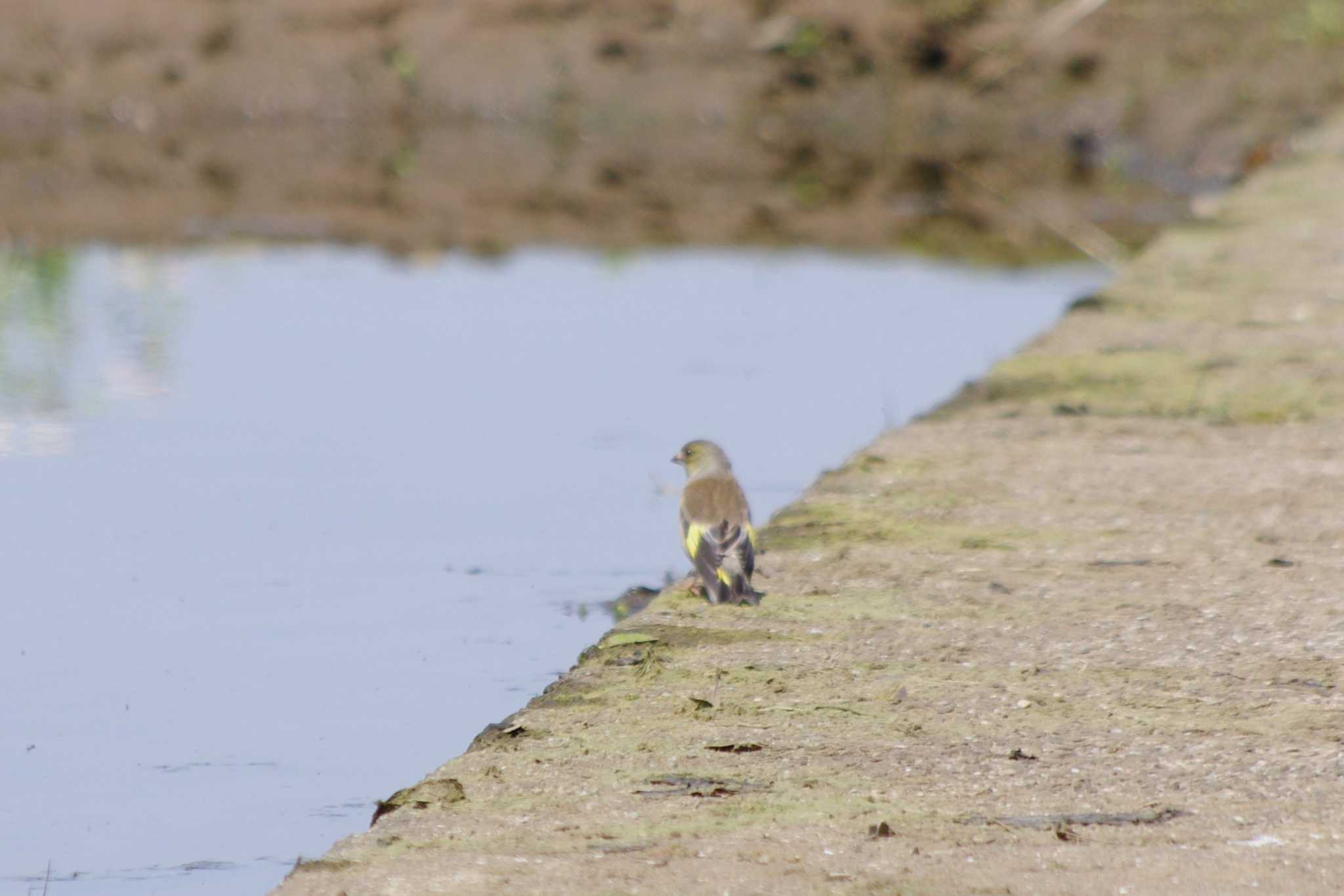 Grey-capped Greenfinch