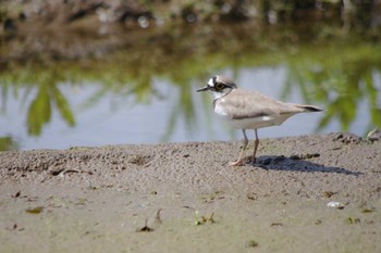 Little Ringed Plover 乙戸沼公園 Sat, 4/13/2024