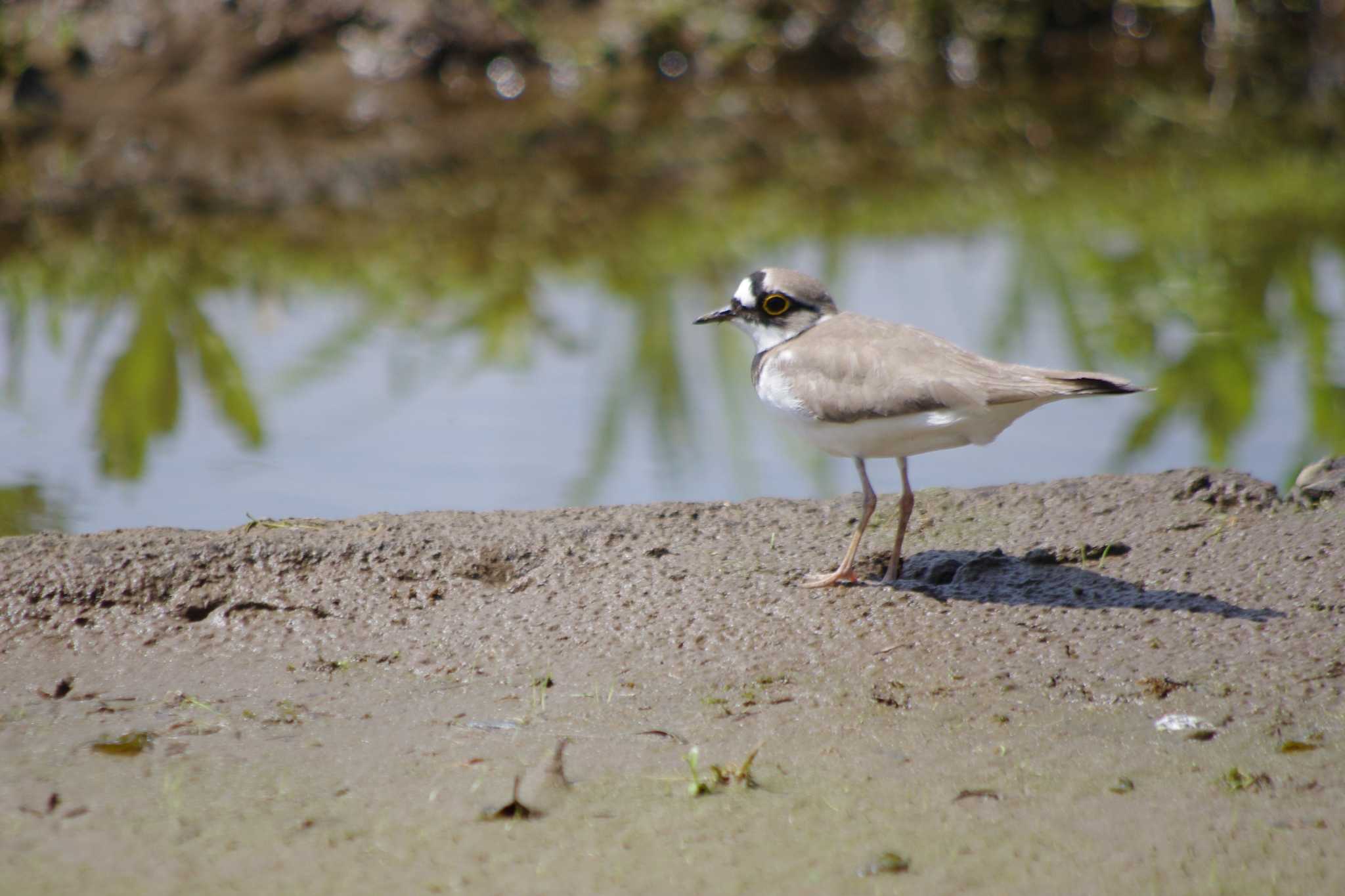 Photo of Little Ringed Plover at 乙戸沼公園 by アカウント15604