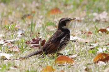 Dusky Thrush 乙戸沼公園 Sat, 4/13/2024