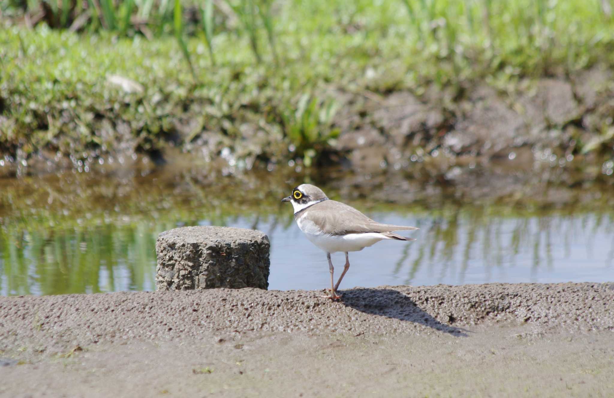 Little Ringed Plover