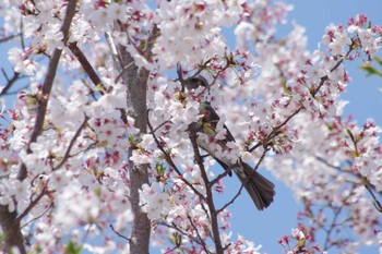 ヒヨドリ 乙戸沼公園 2024年4月13日(土)