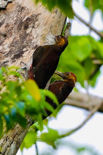 Okinawa Woodpecker Unknown Spots Thu, 4/4/2024