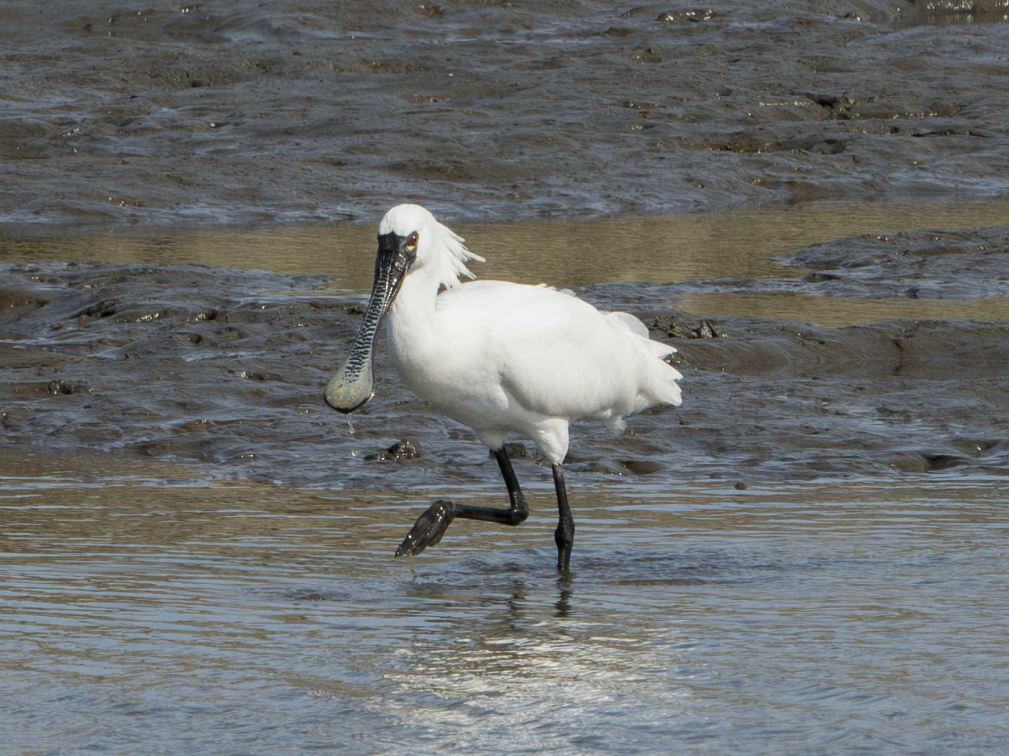 Photo of Black-faced Spoonbill at Kasai Rinkai Park by ふなきち