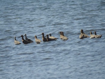 オオソリハシシギ ふなばし三番瀬海浜公園 2024年4月13日(土)