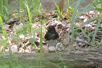 クロツグミ 大阪城公園 2024年4月13日(土)