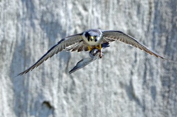 ハヤブサ 青葉山公園 2024年4月13日(土)