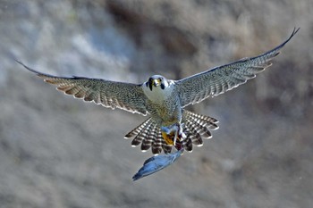 ハヤブサ 青葉山公園 2024年4月13日(土)