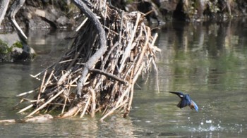 カワセミ 佐久広域 2024年4月13日(土)