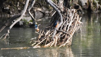 カワセミ 佐久広域 2024年4月13日(土)