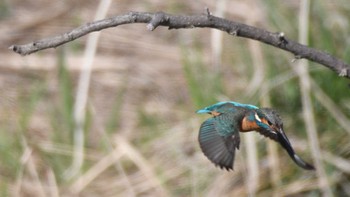 カワセミ 佐久広域 2024年4月13日(土)