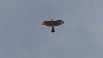 Eurasian Sparrowhawk 佐久広域 Sat, 4/13/2024