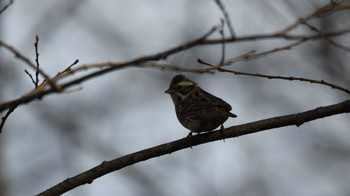 Rustic Bunting 佐久広域 Sat, 4/13/2024