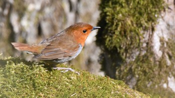 Sat, 4/13/2024 Birding report at 佐久広域