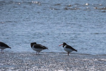 Eurasian Oystercatcher Sambanze Tideland Sat, 4/13/2024