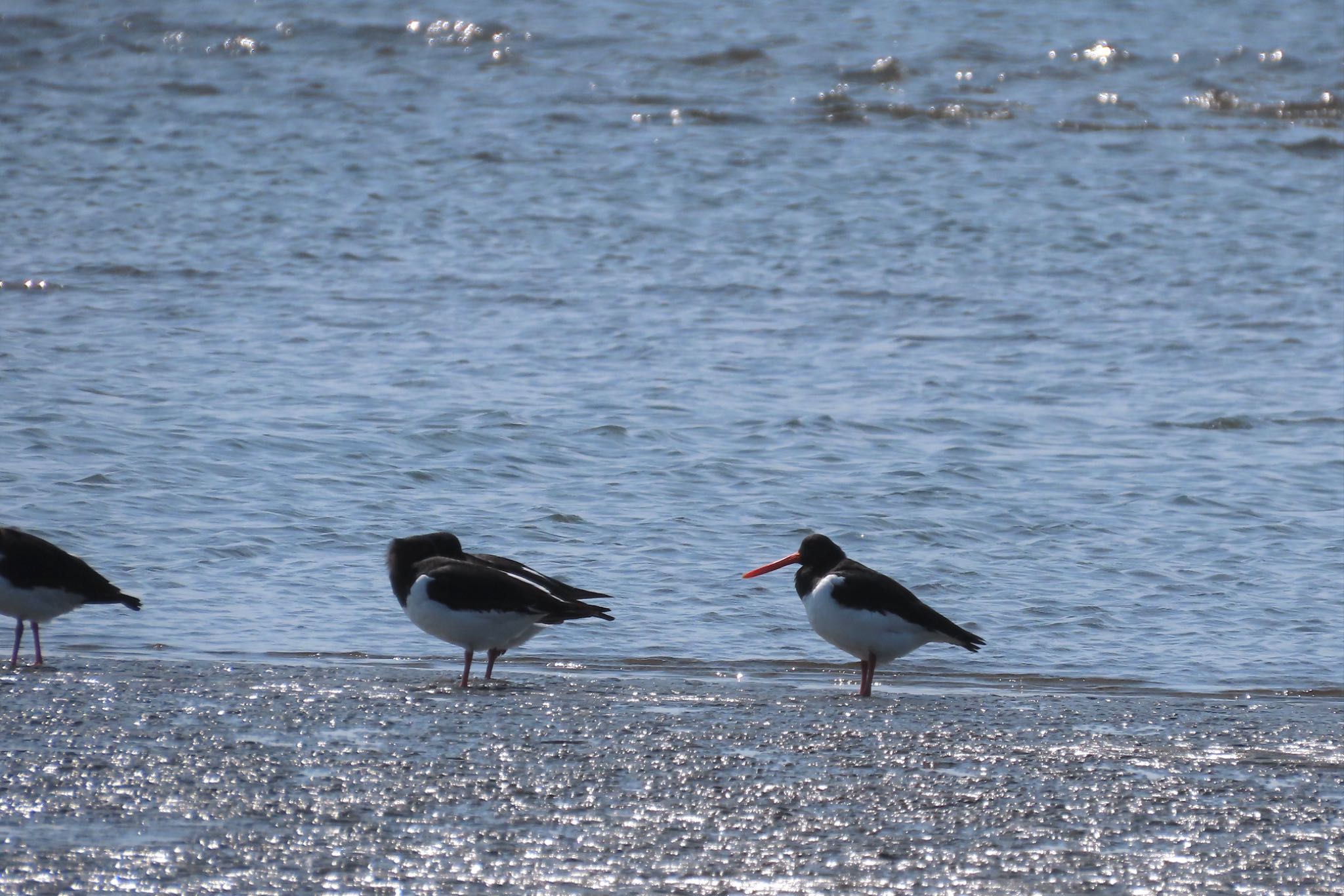 Photo of Eurasian Oystercatcher at Sambanze Tideland by KozBird