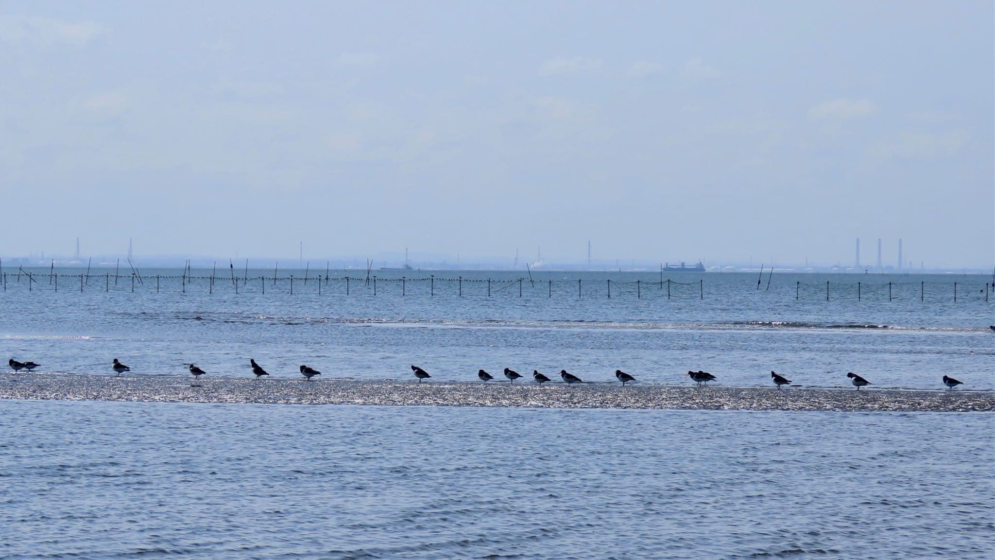 ふなばし三番瀬海浜公園 ミヤコドリの写真 by KozBird