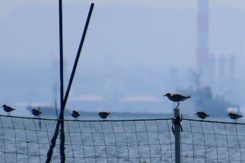 Dunlin Sambanze Tideland Sat, 4/13/2024